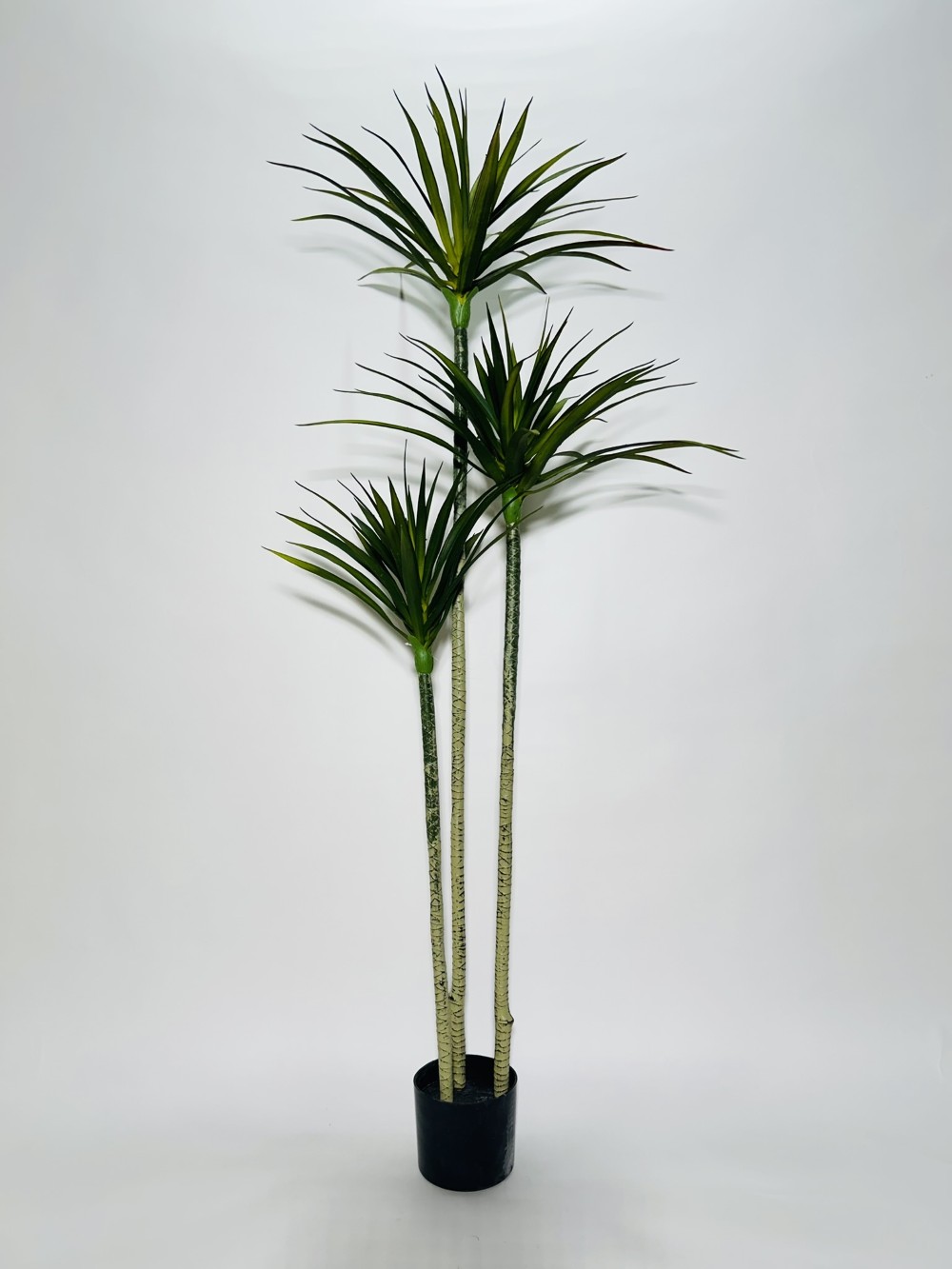 IMG_6589 TEXNITO DIAKOSMITIKO FYTO GIOUKA YPSOS 1,50 M