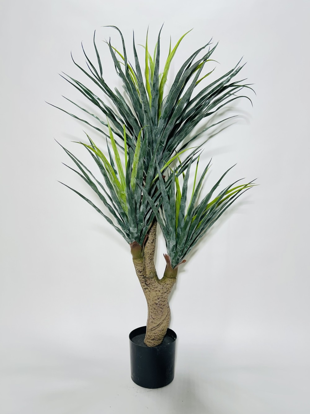 IMG_6597 TEXNITO DIAKOSMITIKO FYTO DRAGON TREE YPSOS 1,20 M