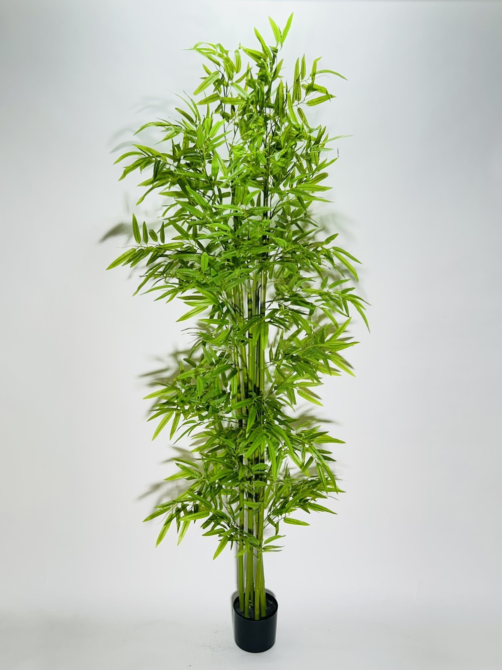 IMG_6607 DIAKOSMITIKO TEXNITO FYTO VAMVOO YPSOS 2 M